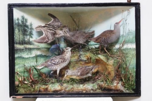 Antique Victorian Taxidermy Birds Corner Display