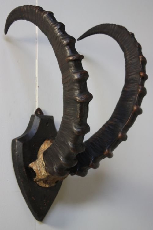 Set of 19th Century Antique Ibex Horns