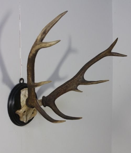 Set of 19th Century Antique Antlers