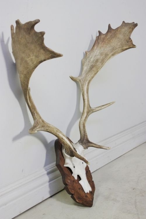 Set of Antique Elk Antlers on Carved Oak Plaque