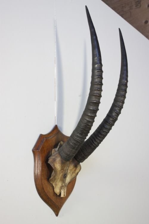 19th Century Antique Antlers by Rowland Ward