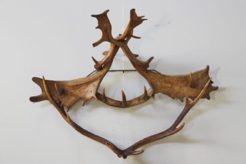 19th Century Antique Antler Coat Rack