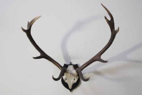 19th Century Antique Antlers