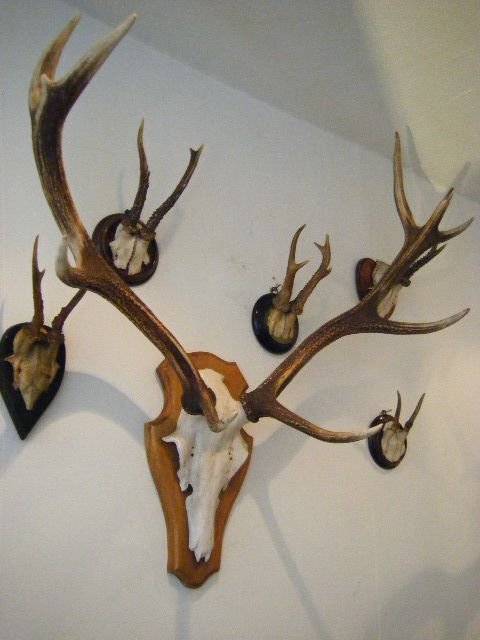 Set of Antique Antlers on Oak Plaque
