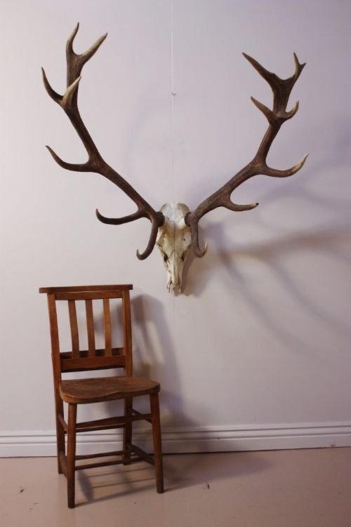 Massive Set of Edwardian Antique Antlers