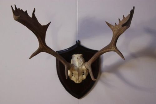 19th Century Antique Antlers