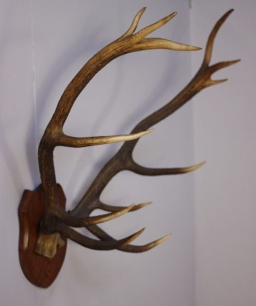 Set of 19th Century Antique Antlers