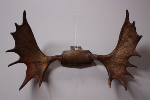 Antique Victorian Moose Antlers