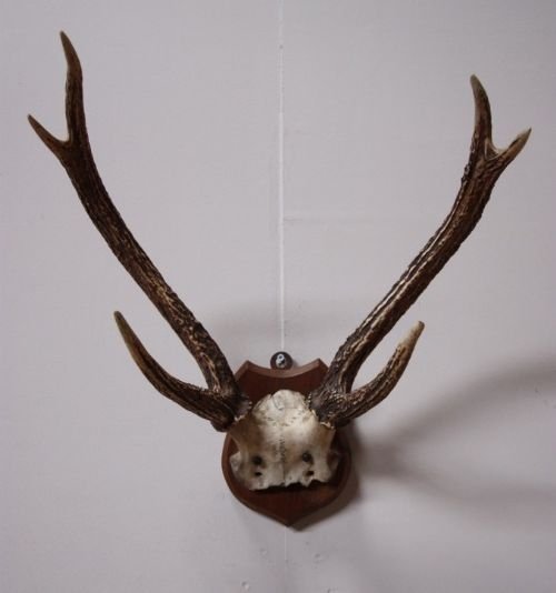 Antique Antlers on Oak Plaque