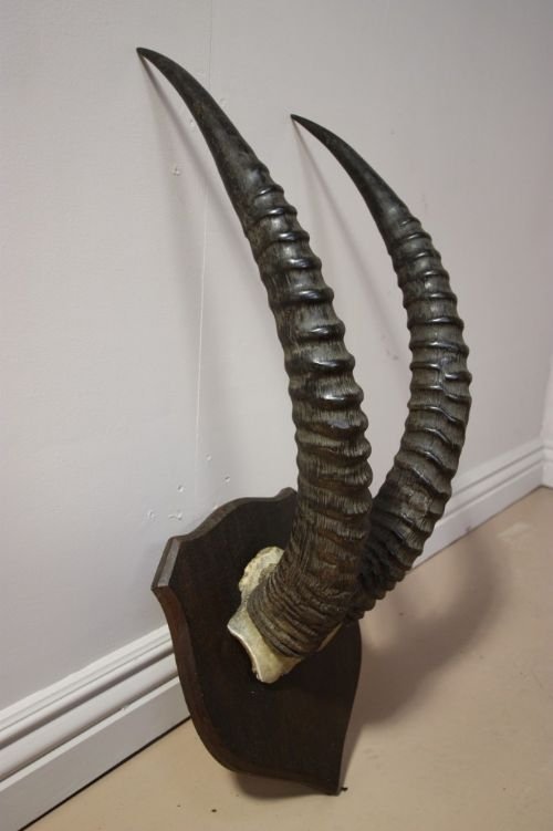Large Set of Victorian Antique Antlers