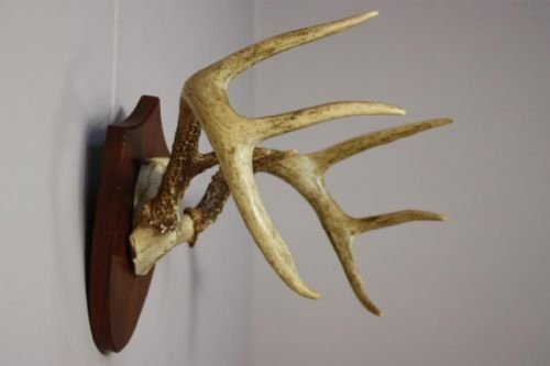Unusual Antique Antlers. White-tail Deer.