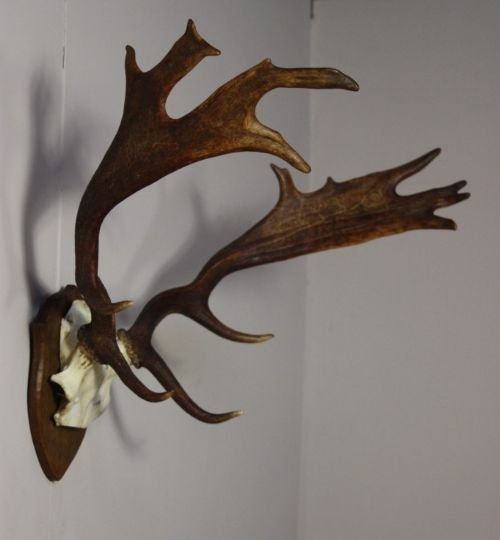 Set of Antique Fallow Deer Antlers