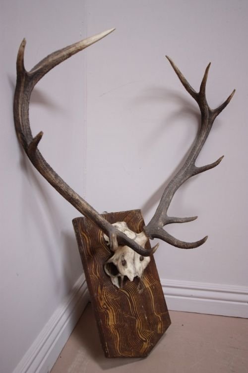 Large Set of 19th Century Antique Antlers