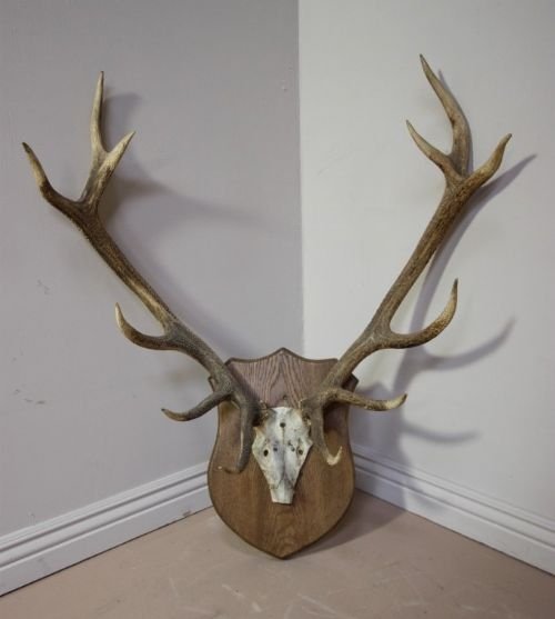 Large Set of Royal Antique Antlers
