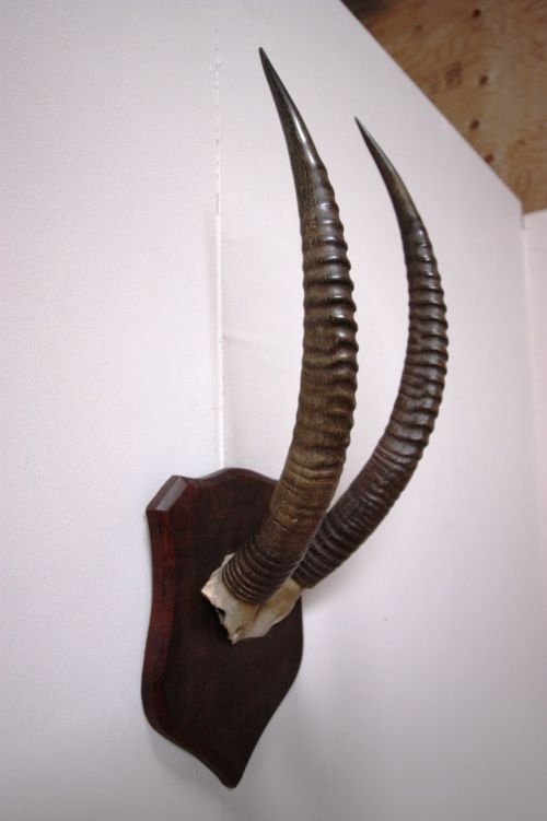 Set of Victorian Antique Antelope Horns