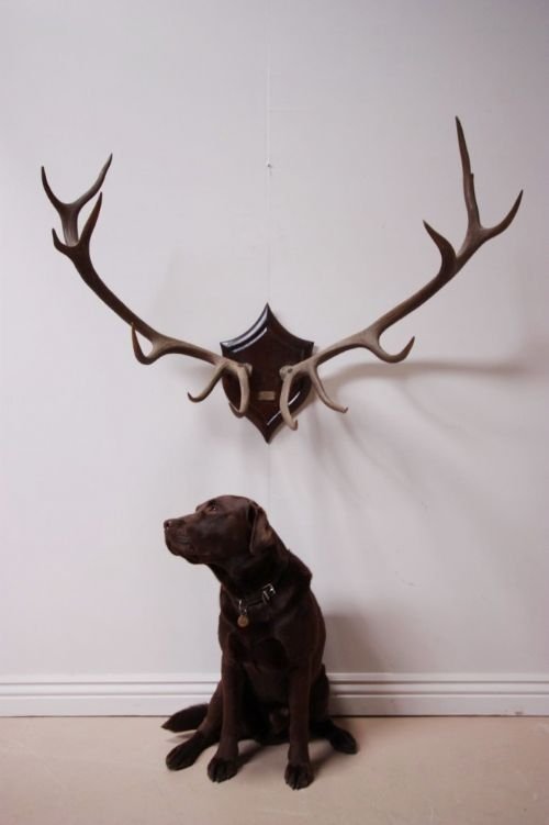 Huge Set of Georgian Antique Royal Antlers