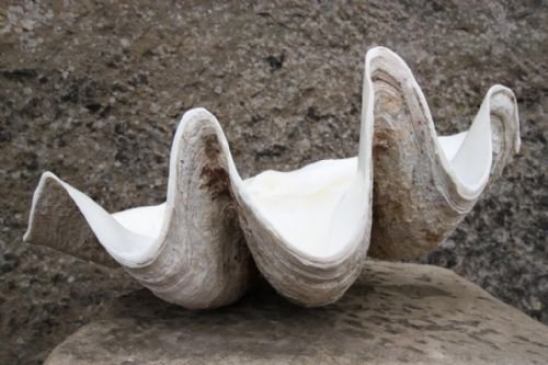 Antique Giant Clam Shell