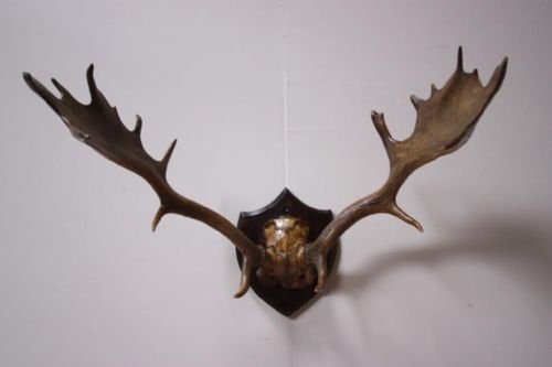 Set of 19th Century Antique Fallow Deer Antlers