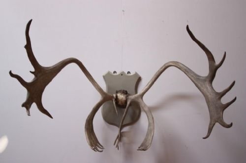 Large Set of Antique Antlers