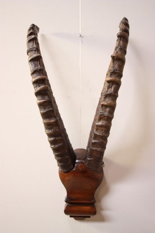 Super Set of Antique Victorian Ibex Horns