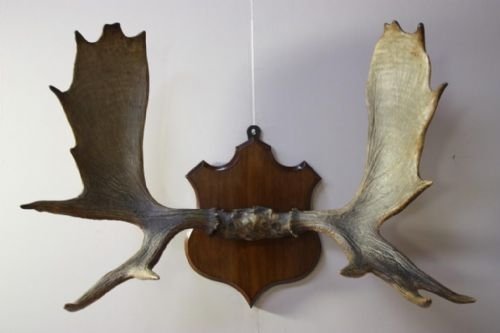 Large Set of Antique Moose/caribou Antlers