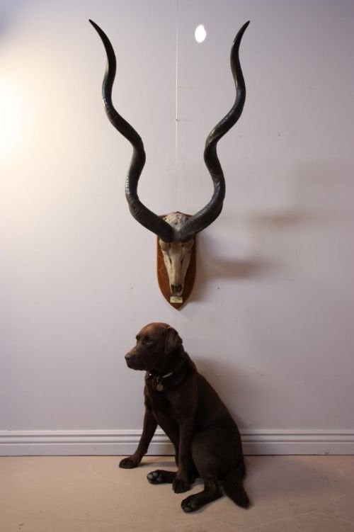 Huge Set of Edwardian Antique Kudu Horns/antlers