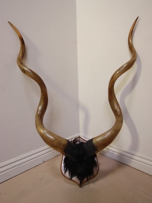 Large Set of Mounted Antique Kudu Horns