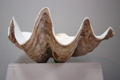 Antique Edwardian Giant Clam Shell