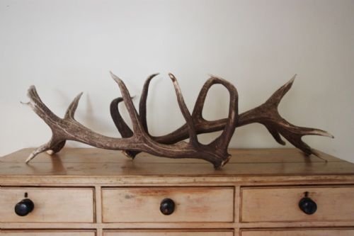 Huge Pair Antique Edwardian Fallen Antlers
