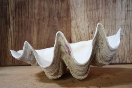 Edwardian Antique Giant Clam Shell