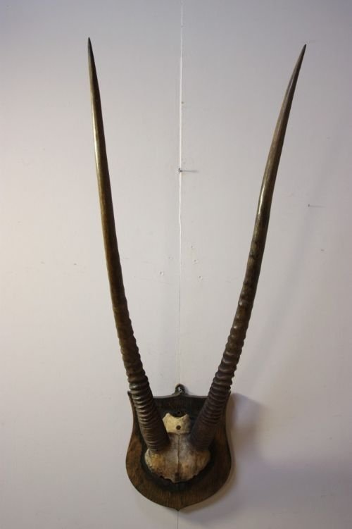 Rare Set of Antique Oryx Horns
