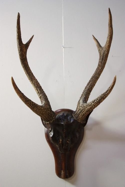 Antique Victorian Carved Deers Head with Antlers