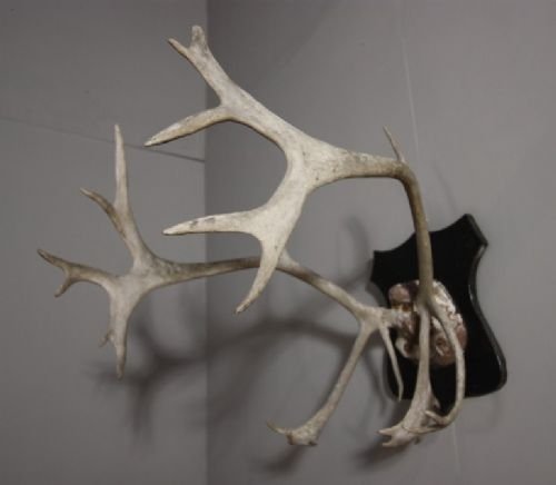 Set of Antique Bleached Out Reindeer Antlers