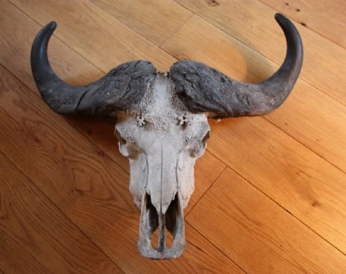 Mounted Antique Buffalo Horns/antlers