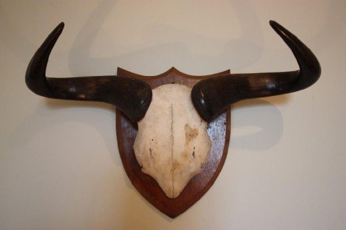 Rare Victorian Set of Dwarf Gnu Antlers/horns