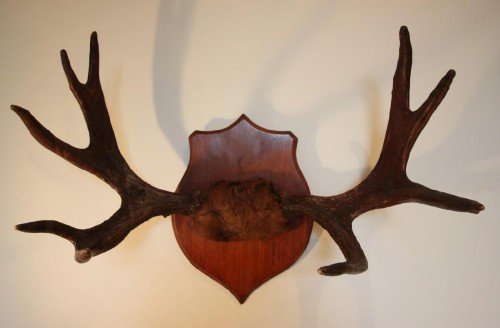 Set of Antique Victorian Moose Antlers