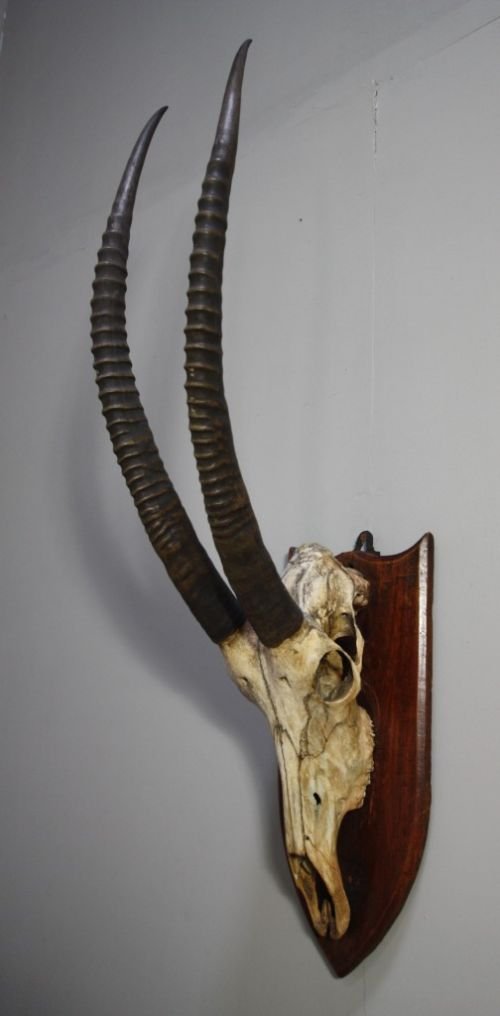 Set of Mounted Antique Oryx Horns