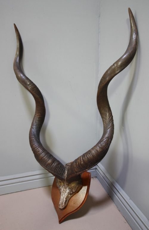 Massive Set of Antique Kudu Antlers