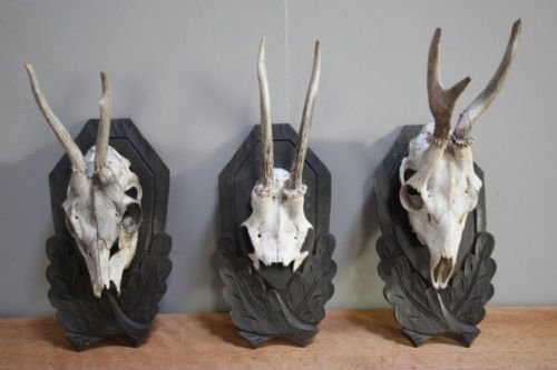 Set of Three Antique Roe Deer Antlers