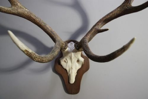 Mounted Set of Victorian Antique Red Deer Antlers