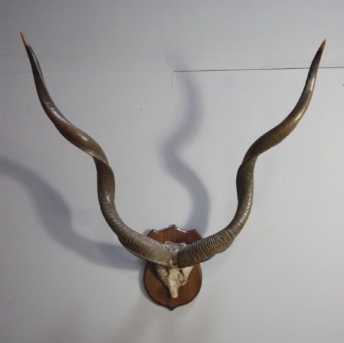 Huge Set of Antique Kudu Horns/antlers.