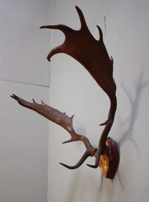 19th Century Antique Mounted Deer Antlers.