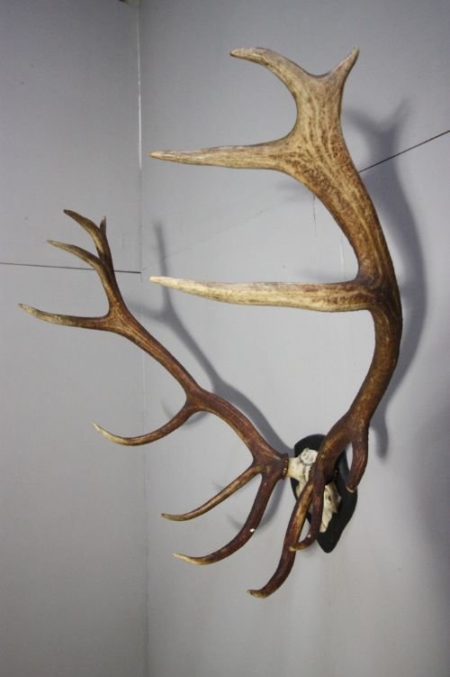 Massive Set of Antique Red Deer Antlers