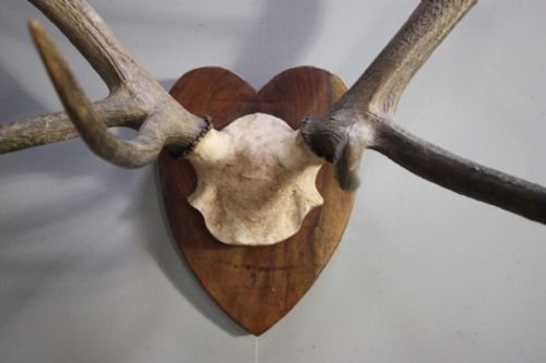 Large Set of Antique Red Deer Antlers