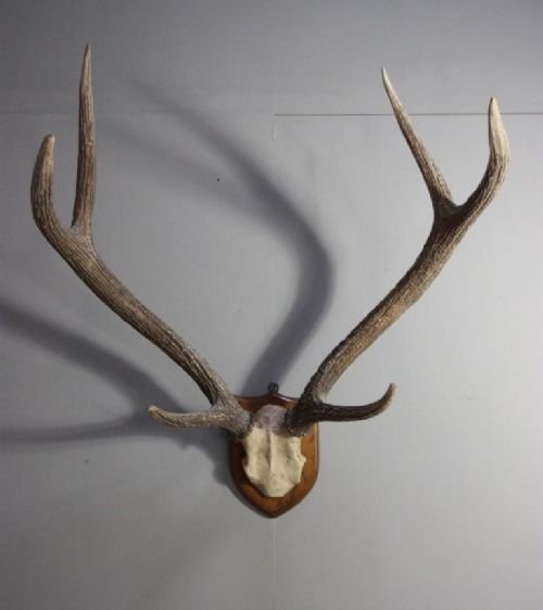 Set of Antique Victorian Samba Deer Antlers