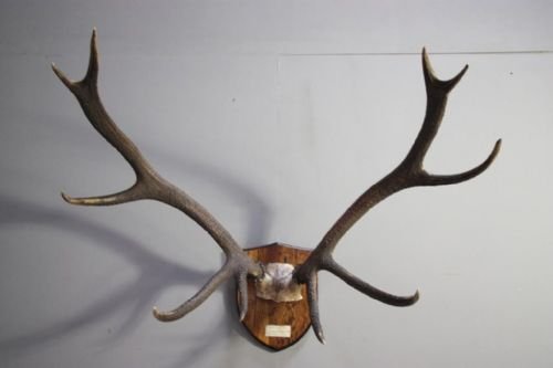 Rare Set of 1920'S Kashmiri Deer Antlers