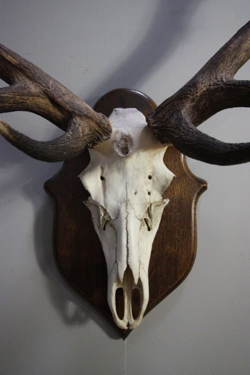 Huge Set of Antique Red Deer Antlers