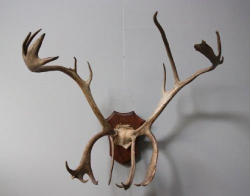 Large Set of Original Antique Reindeer Antlers.