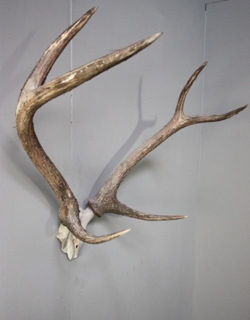 Set of Large Antique Deer Antlers
