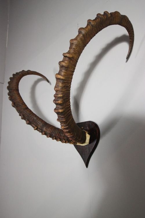 Very Large Set of Amazing Antique Horns